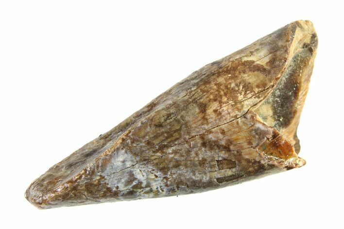 Fossil Tyrannosaur (Nanotyrannus) Premax Tooth - Montana #338702